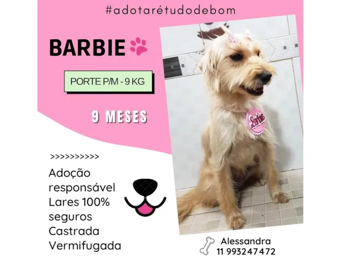 Cachorro ra a SRD-ViraLata idade 7 a 11 meses nome Barbie