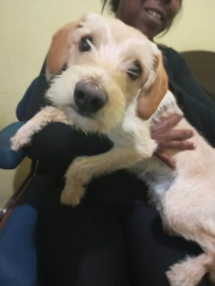 Cachorro ra a SRD-ViraLata idade 7 a 11 meses nome Barbie