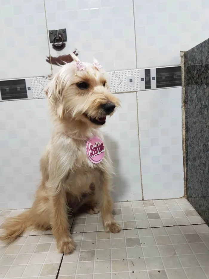 Cachorro ra a SRD-ViraLata idade 7 a 11 meses nome Barbie