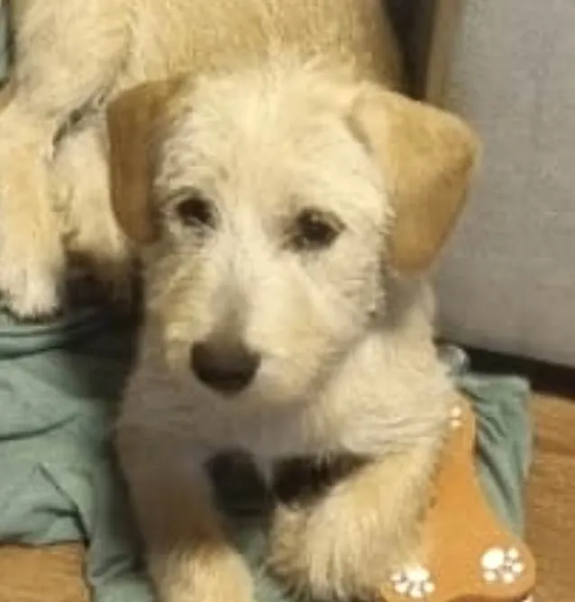 Cachorro ra a Mestico  idade 2 a 6 meses nome Luke 