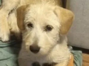 Cachorro raça Mestico  idade 2 a 6 meses nome Luke 