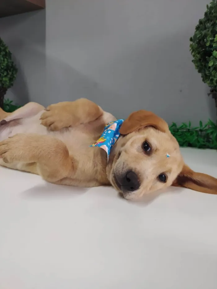Cachorro ra a Mestiço de Labrador idade 2 a 6 meses nome Seth