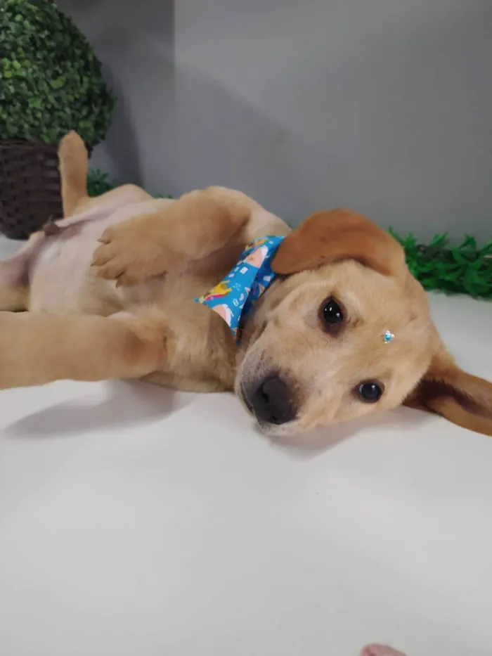 Cachorro ra a Mestiço de Labrador idade 2 a 6 meses nome Seth