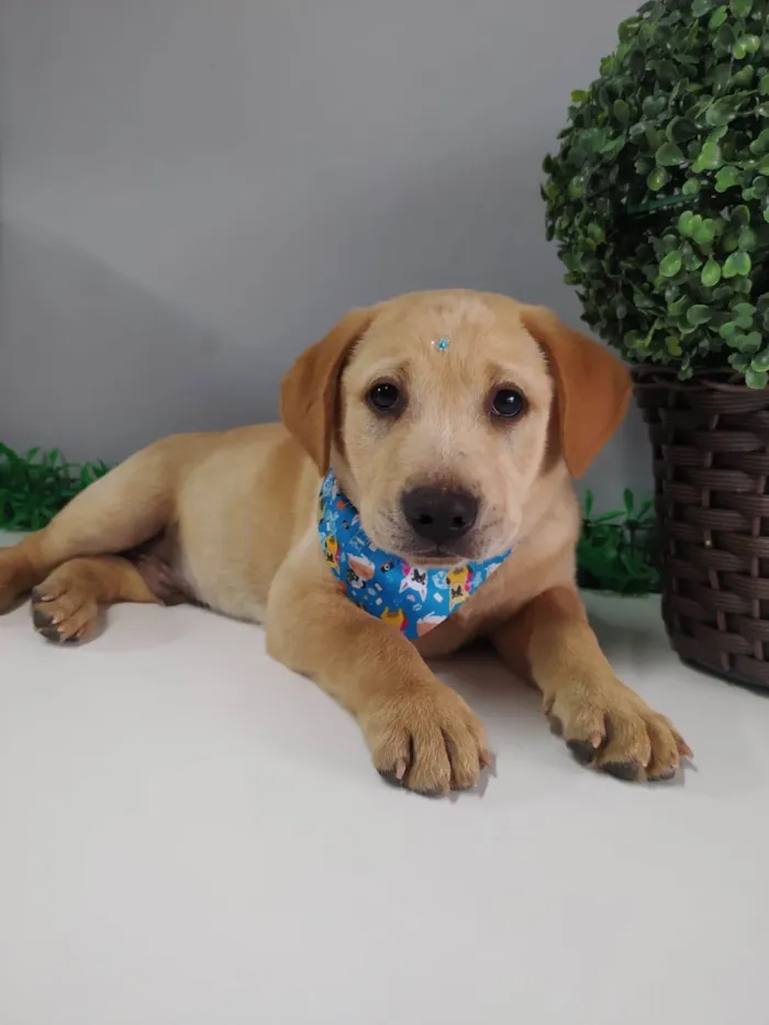 Cachorro ra a Mestiço de Labrador idade 2 a 6 meses nome Seth
