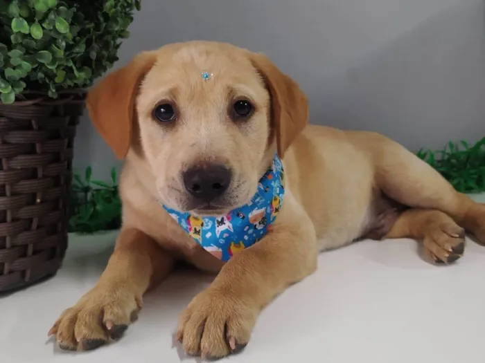 Cachorro ra a Mestiço de Labrador idade 2 a 6 meses nome Seth