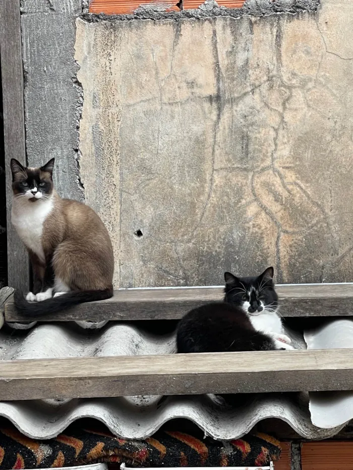 Gato ra a SRD-ViraLata idade 7 a 11 meses nome Frutinha e Frajola