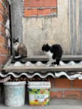 Frutinha e Frajola