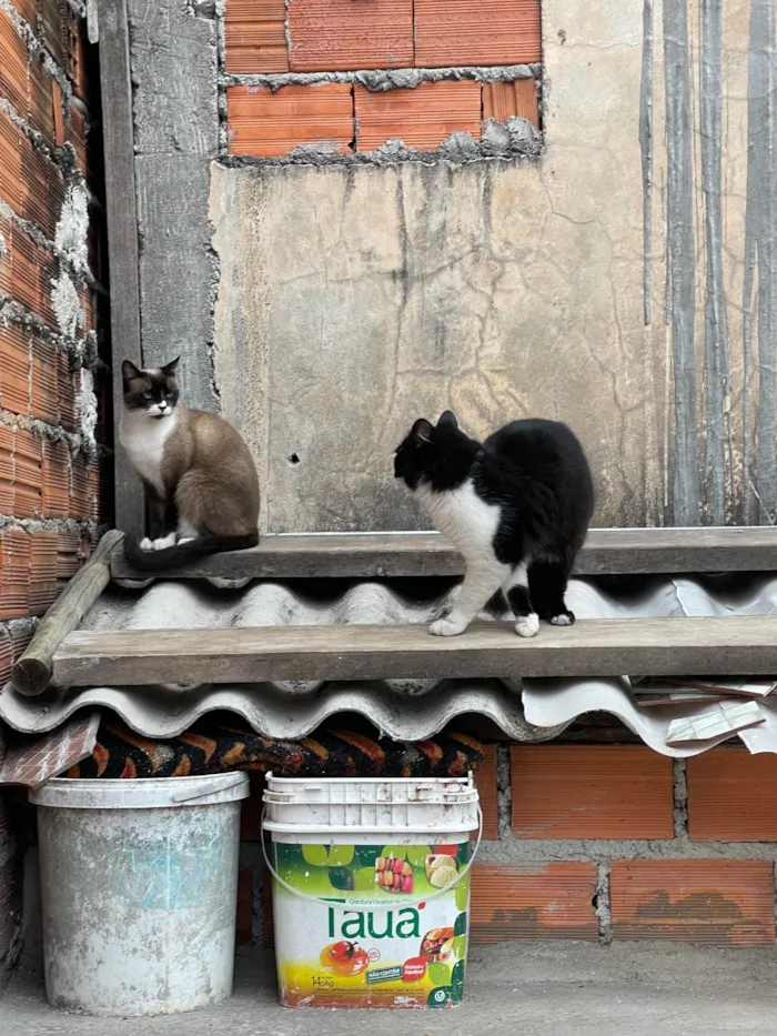 Gato ra a SRD-ViraLata idade 7 a 11 meses nome Frutinha e Frajola