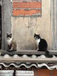 Frutinha e Frajola