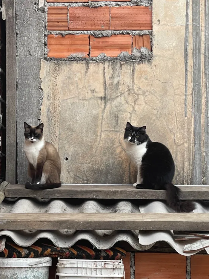 Gato ra a SRD-ViraLata idade 7 a 11 meses nome Frutinha e Frajola