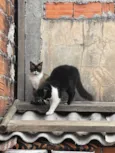 Frutinha e Frajola