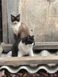 Frutinha e Frajola