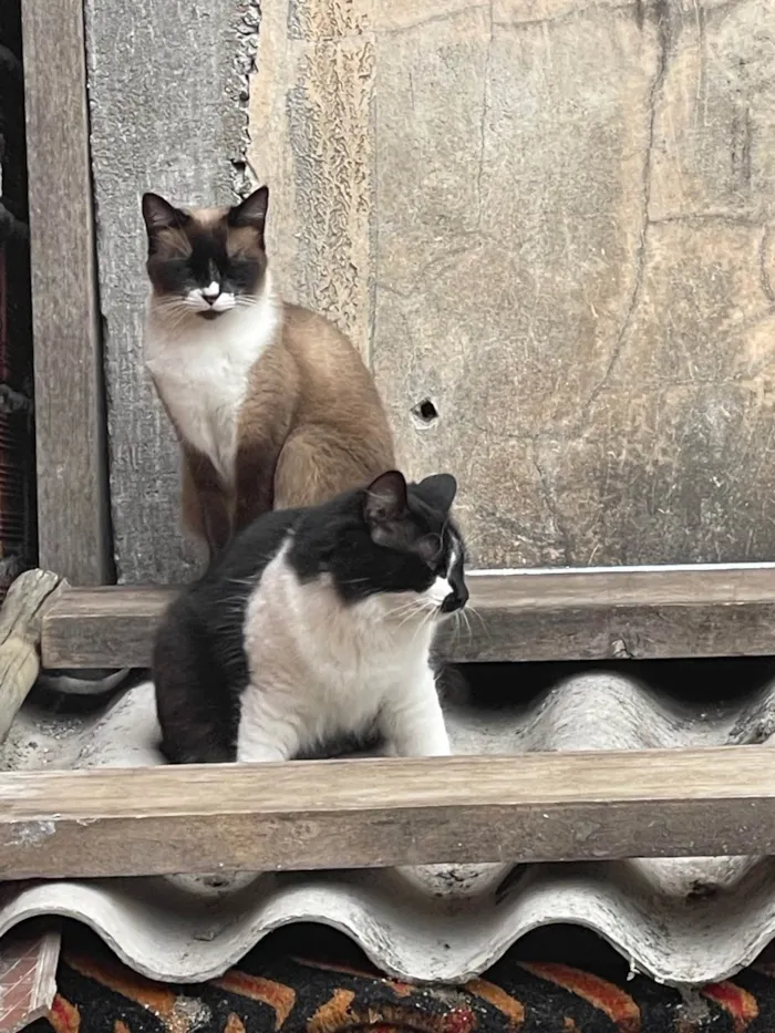 Gato ra a SRD-ViraLata idade 7 a 11 meses nome Frutinha e Frajola