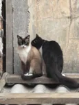 Frutinha e Frajola