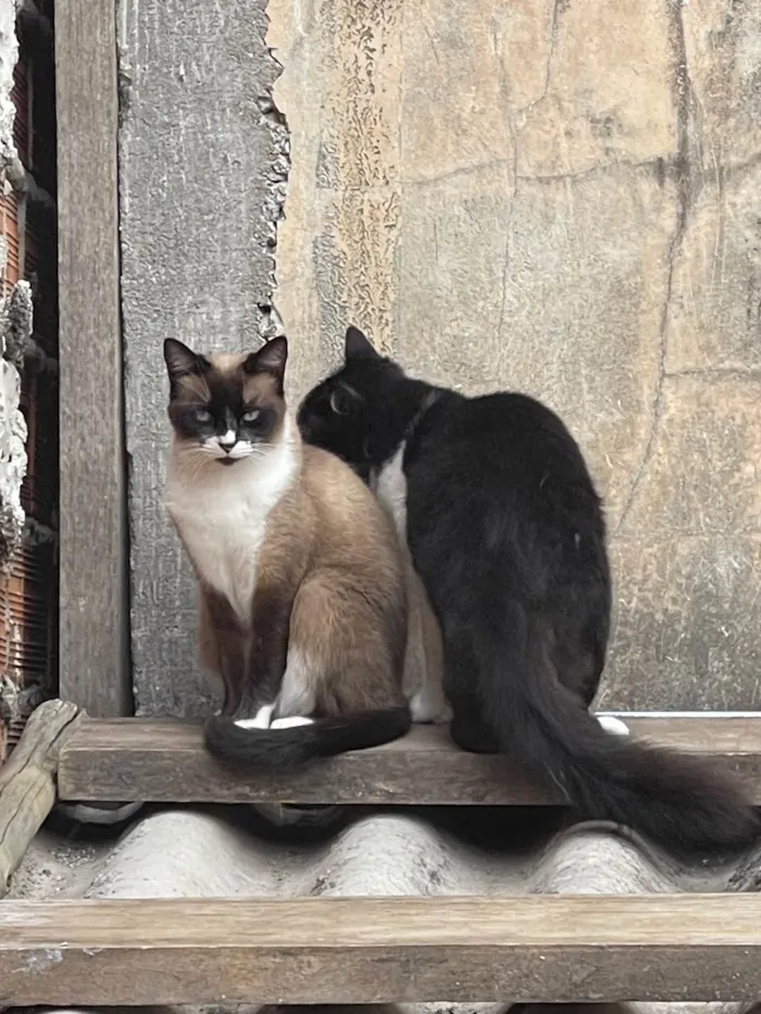 Gato ra a SRD-ViraLata idade 7 a 11 meses nome Frutinha e Frajola