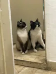 Frutinha e Frajola