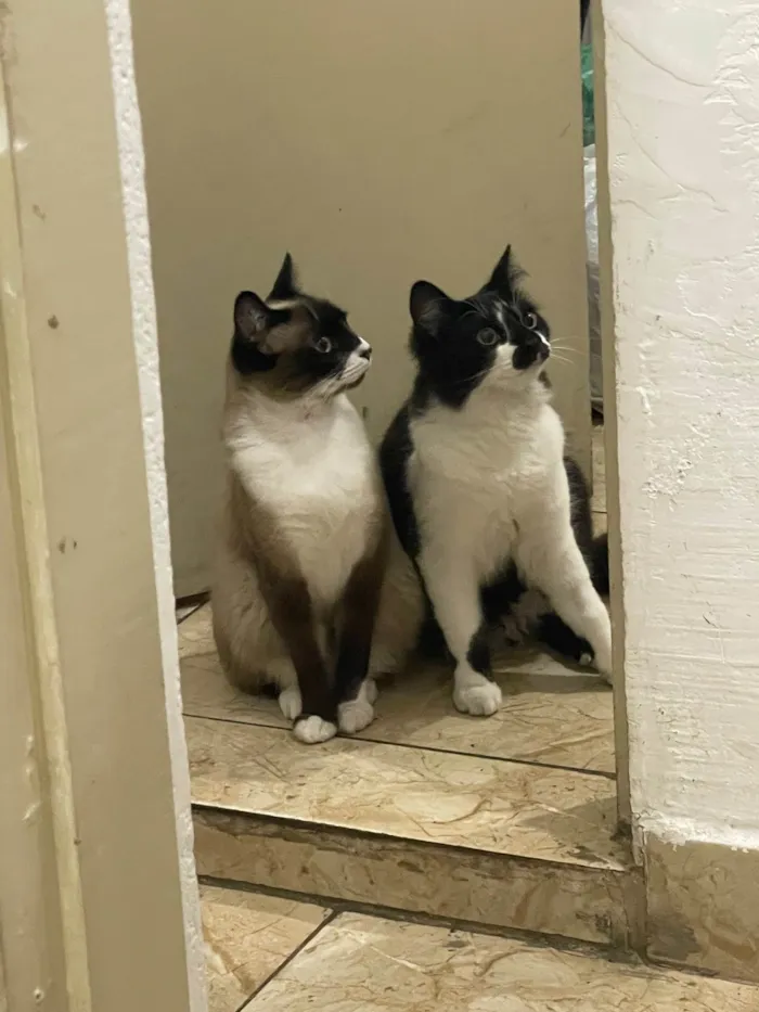 Gato ra a SRD-ViraLata idade 7 a 11 meses nome Frutinha e Frajola