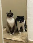 Frutinha e Frajola