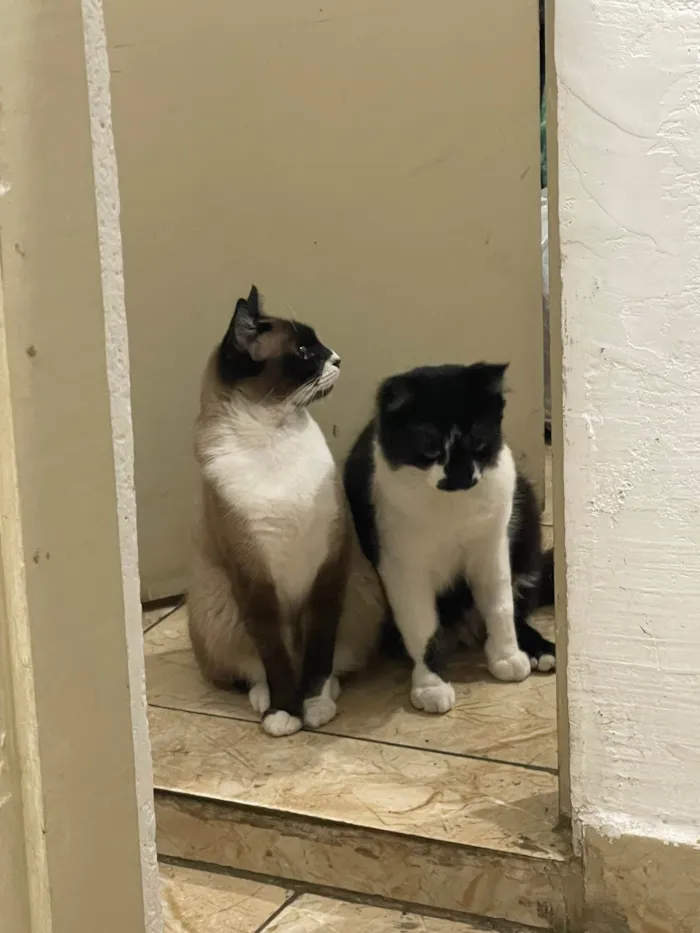 Gato ra a SRD-ViraLata idade 7 a 11 meses nome Frutinha e Frajola