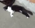 Frutinha e Frajola