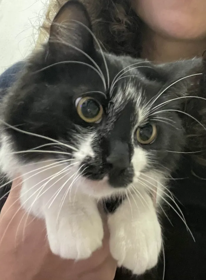 Gato ra a SRD-ViraLata idade 7 a 11 meses nome Frutinha e Frajola