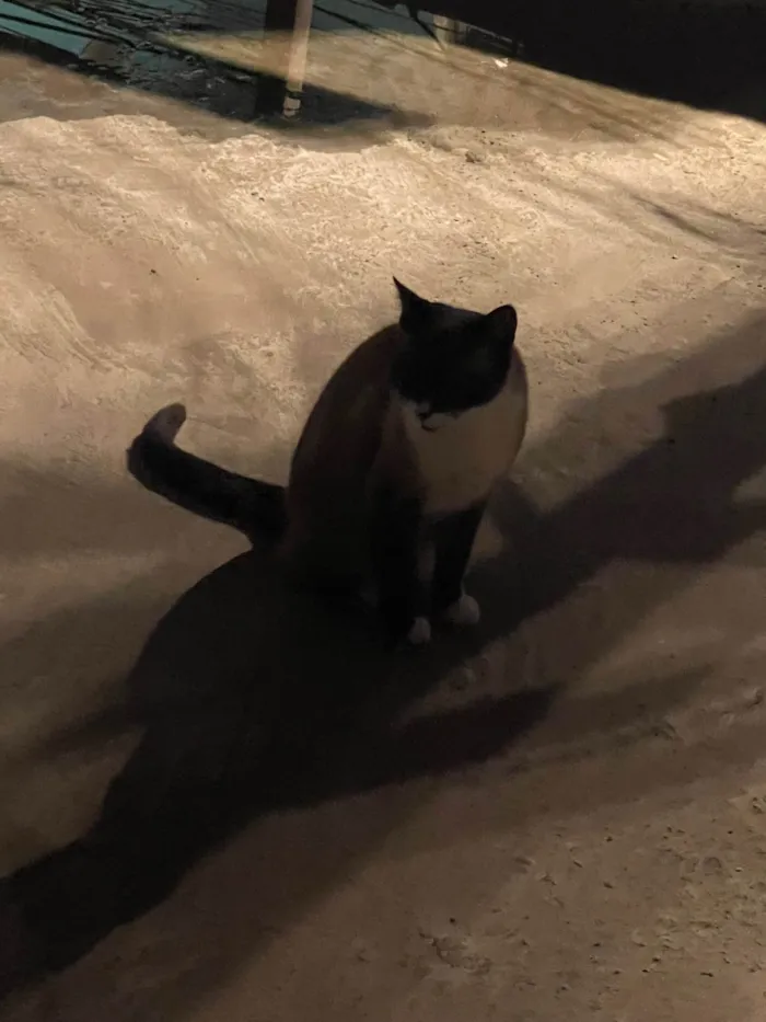 Gato ra a SRD-ViraLata idade 7 a 11 meses nome Frutinha e Frajola