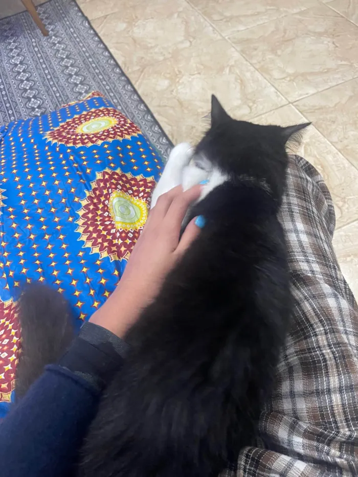 Gato ra a SRD-ViraLata idade 7 a 11 meses nome Frutinha e Frajola