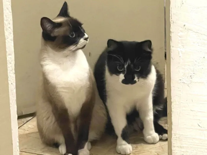 Gato ra a SRD-ViraLata idade 7 a 11 meses nome Frutinha e Frajola