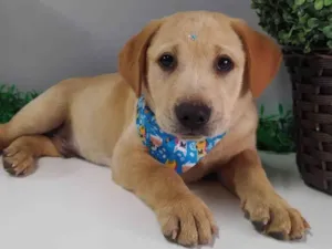 Cachorro raça Mestiço de Labrador idade 2 a 6 meses nome Seth