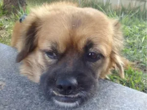 Cachorro raça Mestico  idade 2 a 6 meses nome Mike 