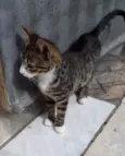Jujuba