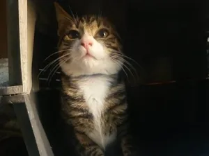 Gato raça Srd idade 2 a 6 meses nome Jujuba