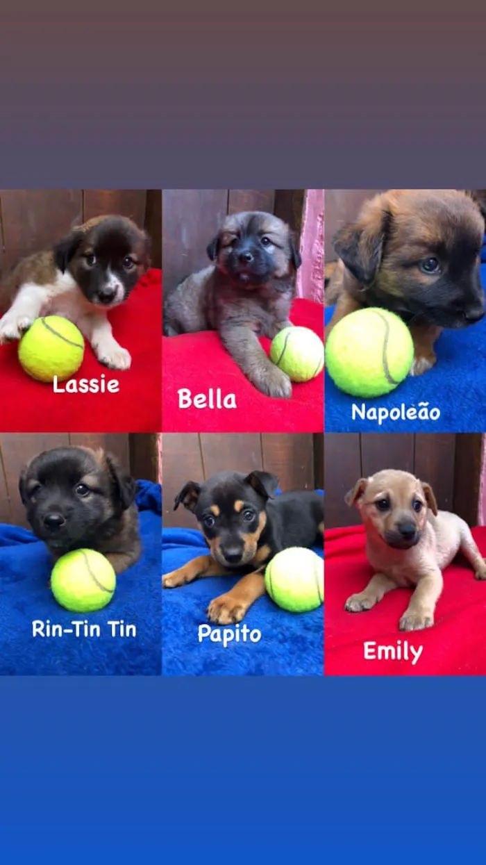 Cachorro ra a SRD idade 2 a 6 meses nome Doguinhos de dois meses 