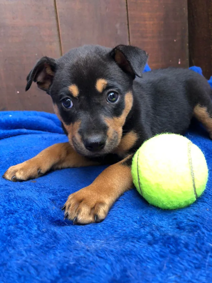 Cachorro ra a SRD idade 2 a 6 meses nome Doguinhos de dois meses 