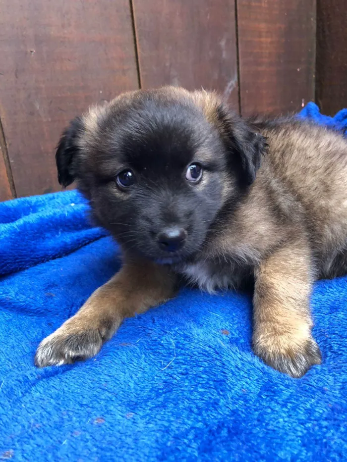 Cachorro ra a SRD idade 2 a 6 meses nome Doguinhos de dois meses 