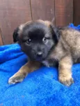 Doguinhos de dois meses