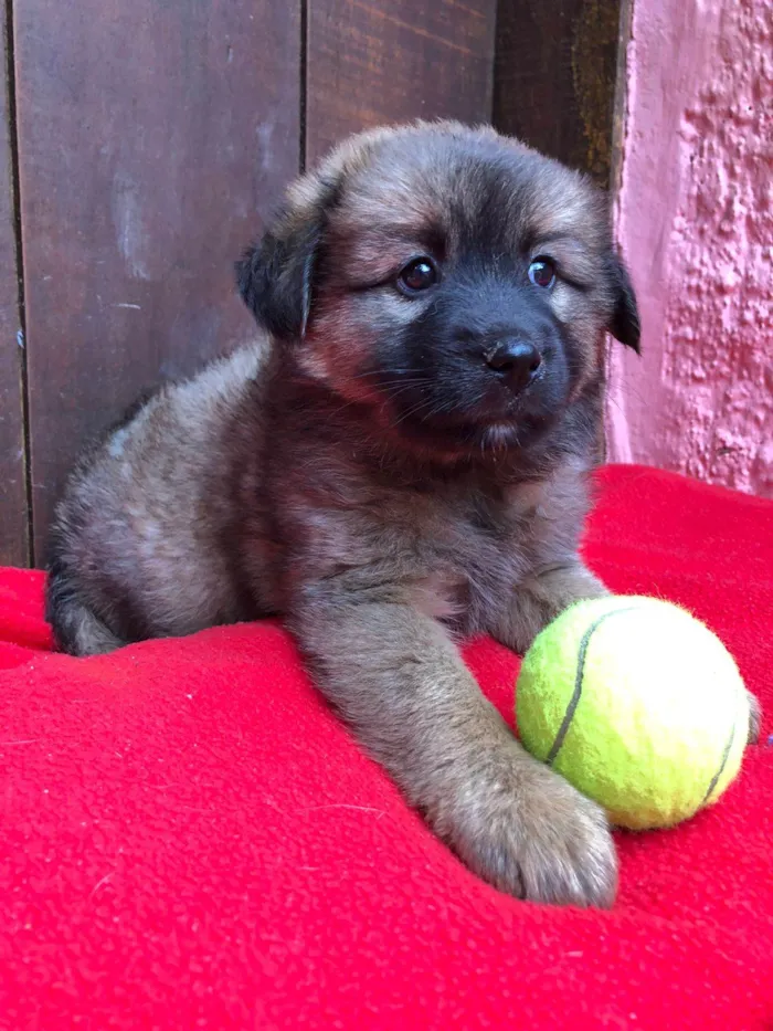 Cachorro ra a SRD idade 2 a 6 meses nome Doguinhos de dois meses 