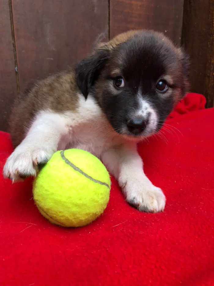 Cachorro ra a SRD idade 2 a 6 meses nome Doguinhos de dois meses 