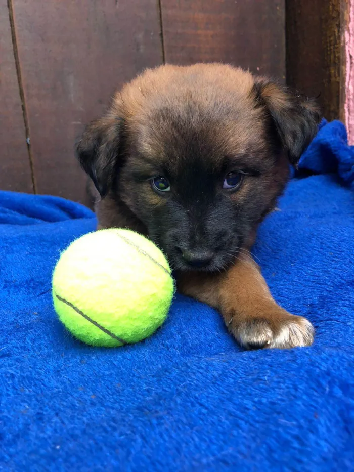 Cachorro ra a SRD idade 2 a 6 meses nome Doguinhos de dois meses 