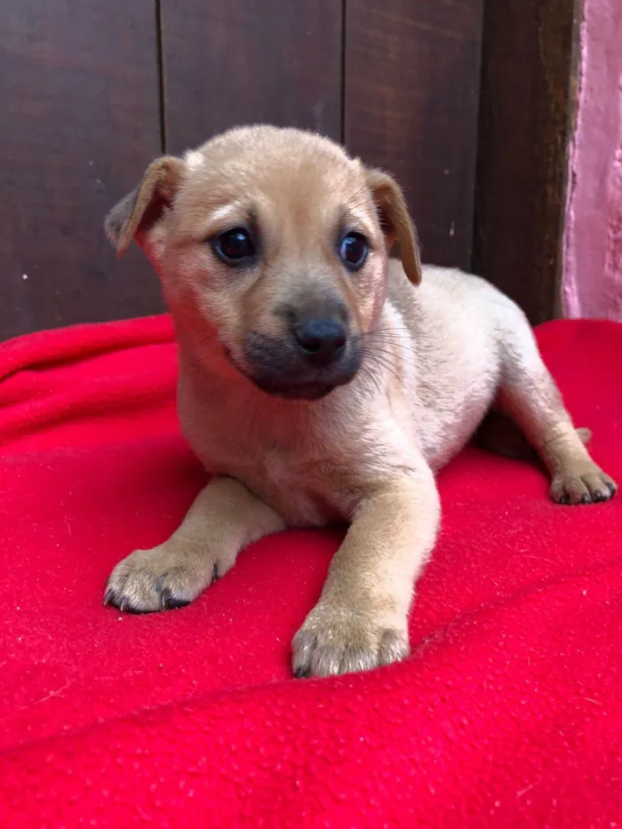 Cachorro ra a SRD idade 2 a 6 meses nome Doguinhos de dois meses 