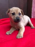Doguinhos de dois meses