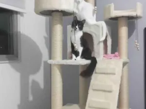 Gato raça Srd idade 7 a 11 meses nome Bia&Bento