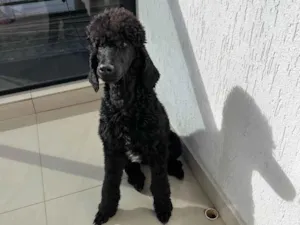 Cachorro raça Poodle idade 1 ano nome Atreus