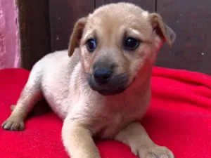 Cachorro raça SRD idade 2 a 6 meses nome Doguinhos de dois meses 