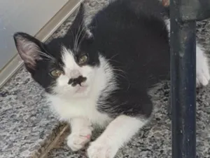 Gato raça SRD idade Abaixo de 2 meses nome Sofia