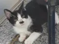 Sofia