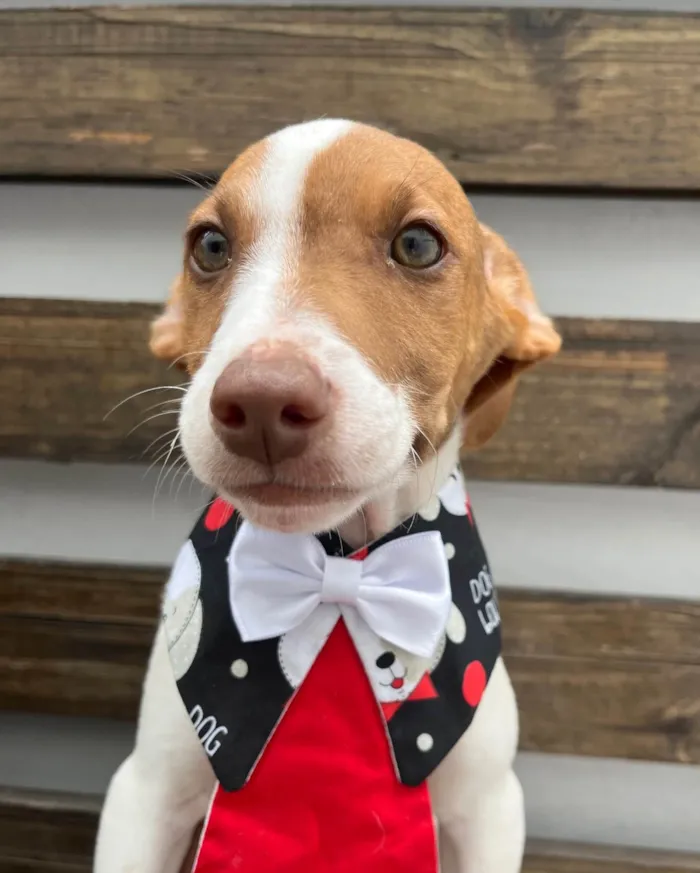 Cachorro ra a SRD-ViraLata idade 2 a 6 meses nome Neji