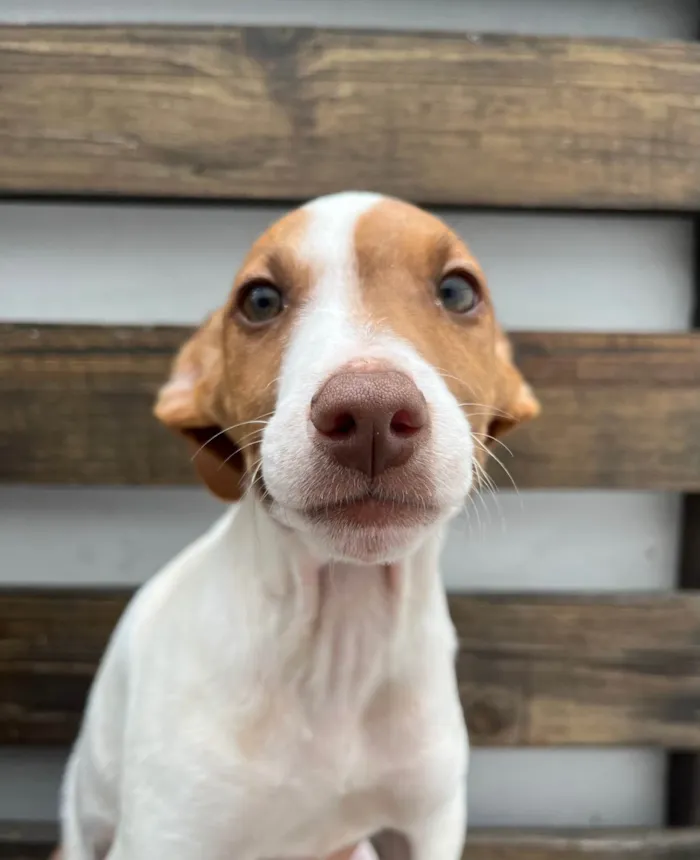 Cachorro ra a SRD-ViraLata idade 2 a 6 meses nome Neji