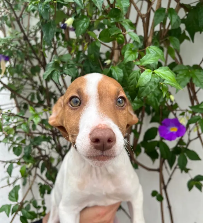 Cachorro ra a SRD-ViraLata idade 2 a 6 meses nome Neji