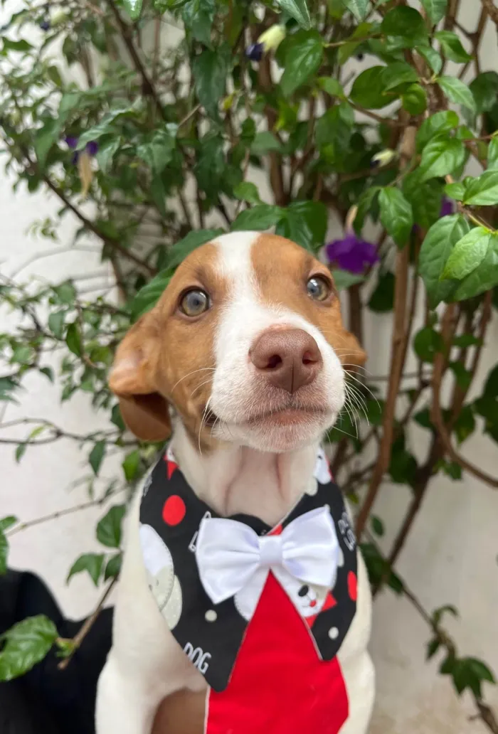 Cachorro ra a SRD-ViraLata idade 2 a 6 meses nome Neji